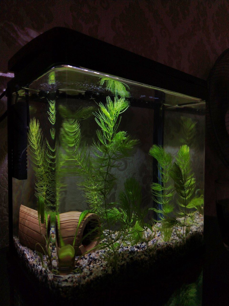 Zavod xitoy akvarium