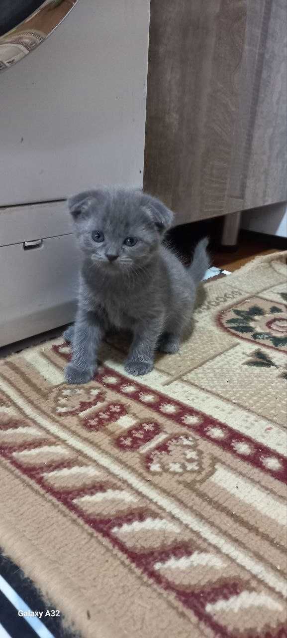 продаётся котята