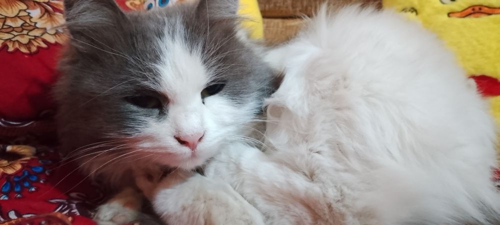 Mushuk zotli мейкун