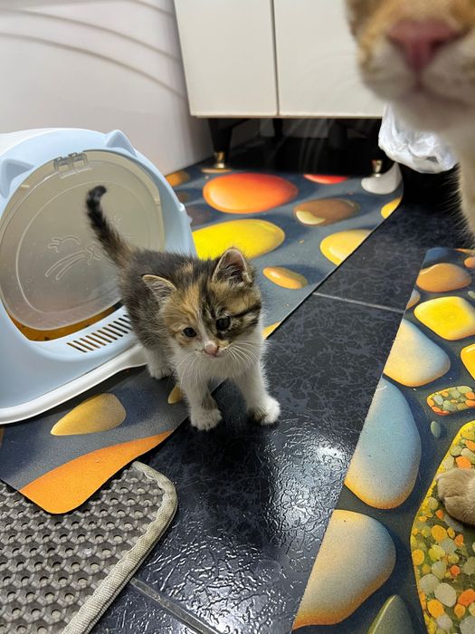 Котята маленькие домашние