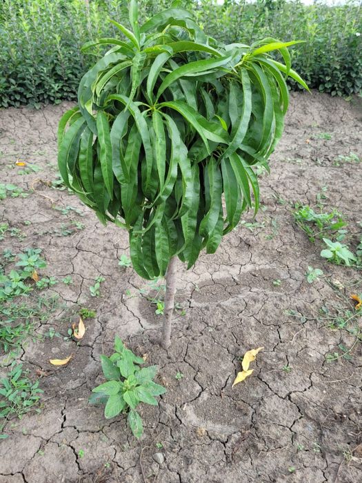 Pomi frucfiferi columnari