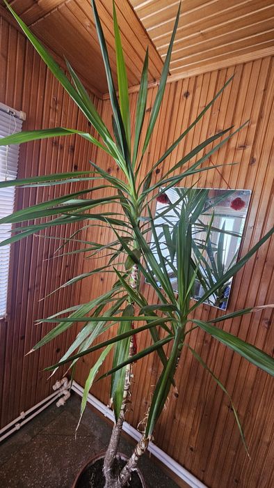 Planta Yucca la ghiveci inaltime 2,3 metri