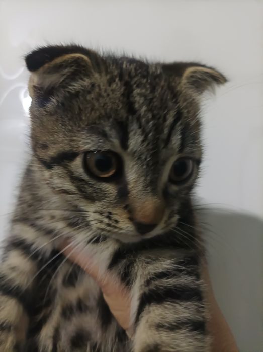 Британская короткашерстная