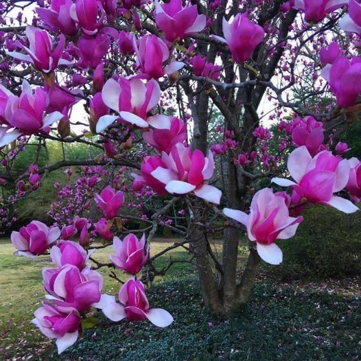 Magnolia old port