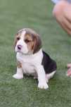 Beagle tricolor mascul