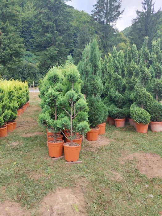 Tuia, Cupressocyparis Leylandii, Pon Pon, Spirala Leylandii