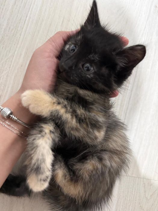 Маленькие чудо-котята ищут дом