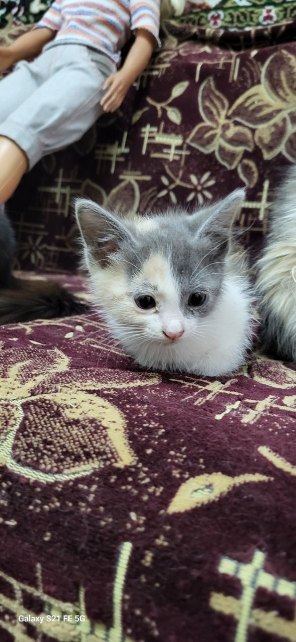 В хорошие руки котята игровые и ласковые