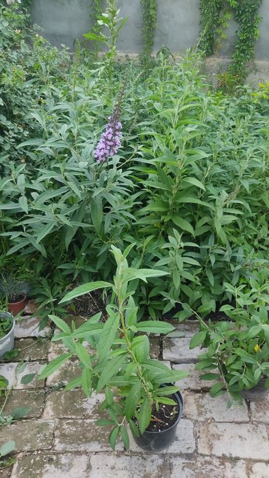 Будлейя Давида  3 л горшок кустарник садовая