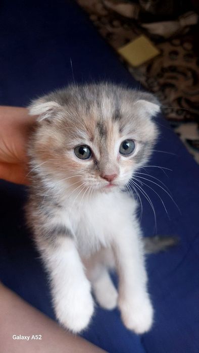Scottish fold mushuk