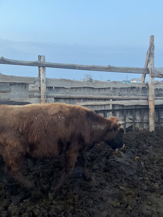 Продается 10 голов бычки