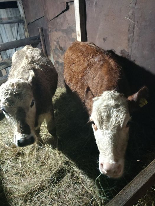 Продам 3 телки на доращивания