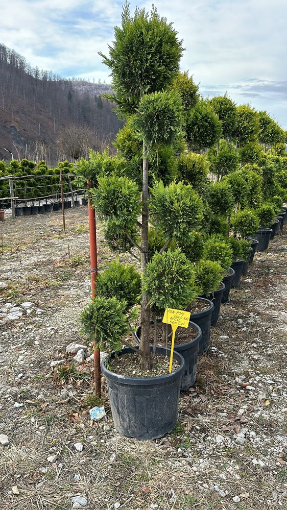 Plante ornamentale diferite forme si marimi