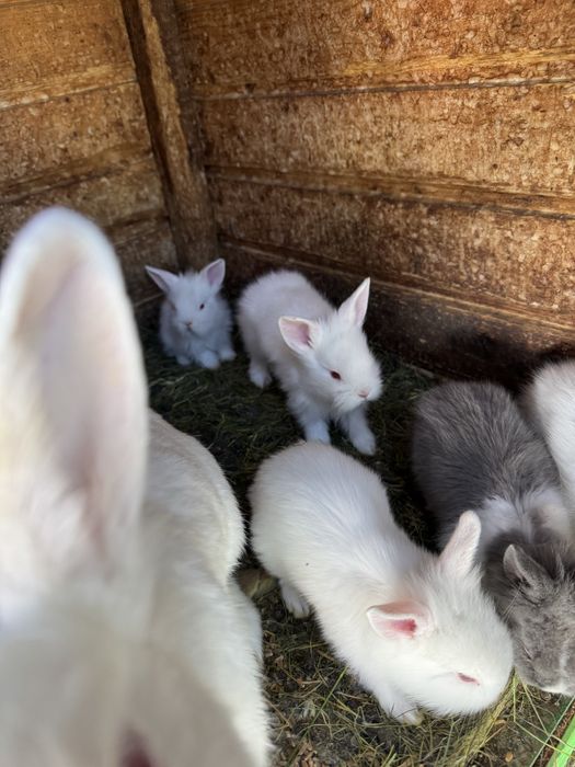 Vand iepurasi de rasa