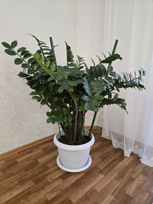 Комнатные  растения