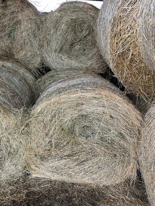 Baloti de Lucerna Fân,amestec