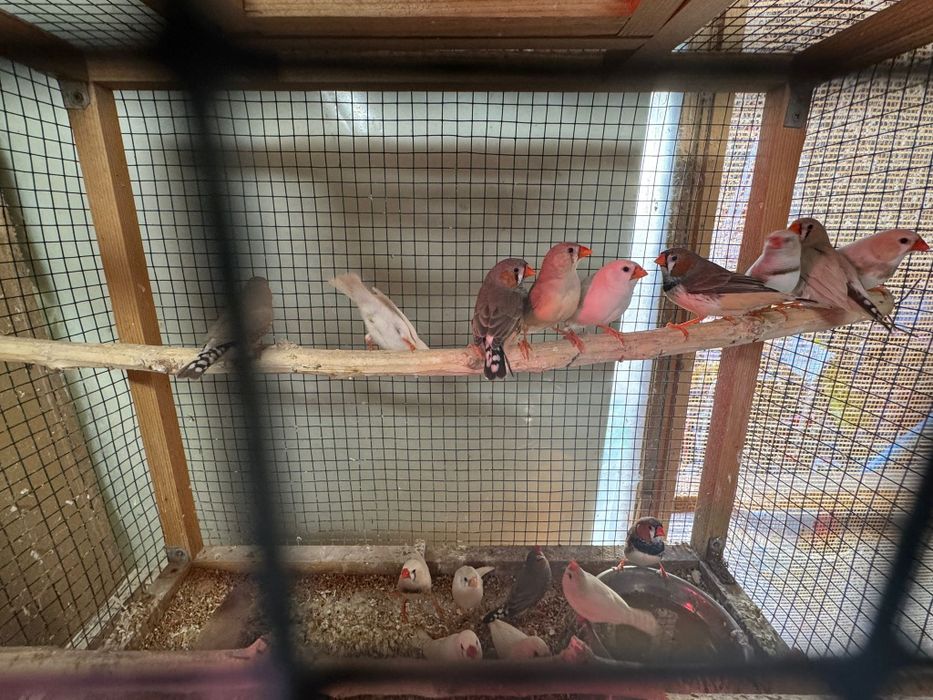 Vând diverși papagali