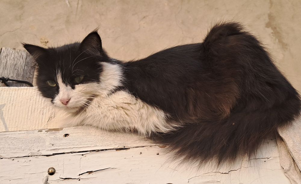 Текинга берилади. Яхши инсонга