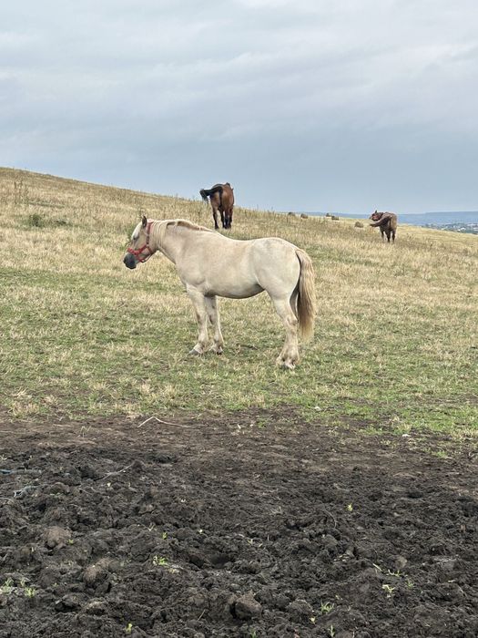 Vând iapă de 7 ani si o manza de 2 ani