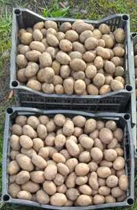 Продам семяной картофель