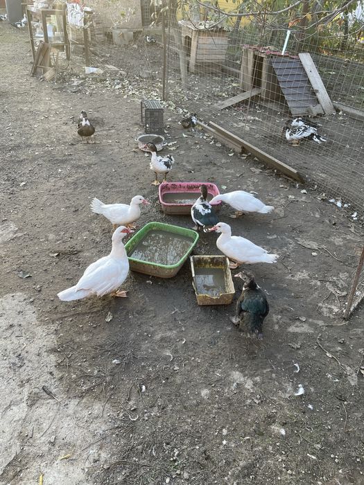 Rate lesesti 2025, pret 80 lei