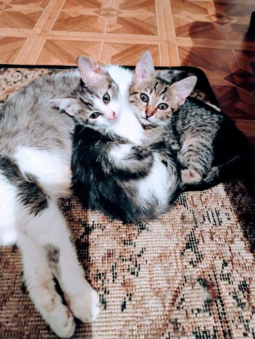 Pui pisica adoptie motan