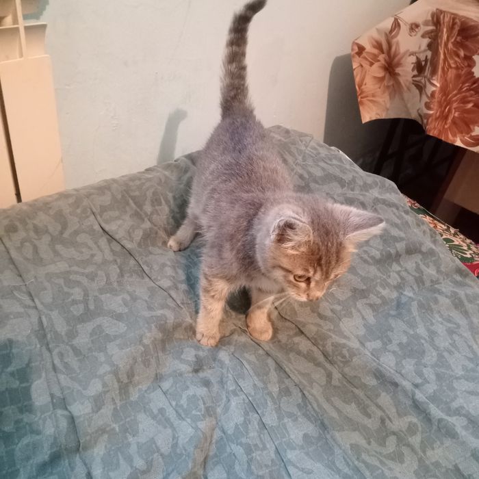 Девочка Отдам Бесплатно