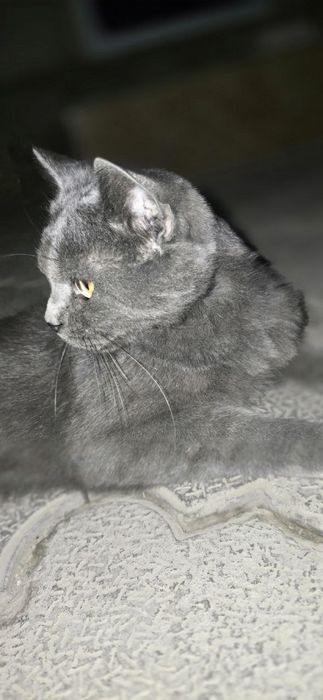 Parodalik mushuk