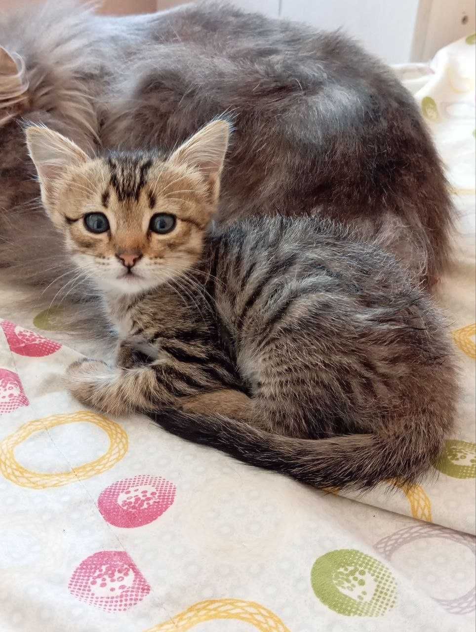 отдам бесплатно котёнка