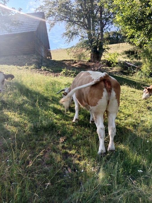 Vând vaca cuminte de 8 ani ,vaca este mare ,grasa bună de lapte