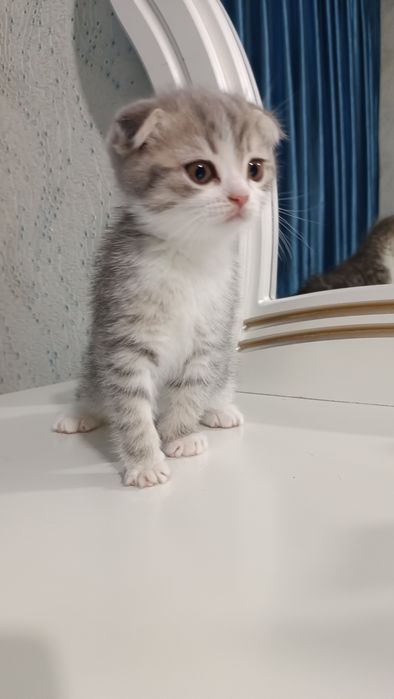 Продаётся котёнок скотиш фолд девочка