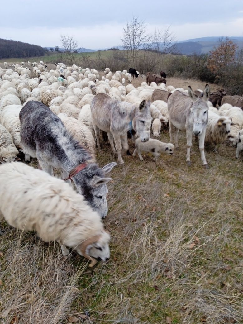 Vând două magarite gestante