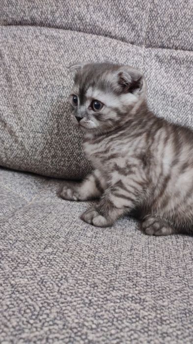 Продаю котёнка Скоттиш Фолд