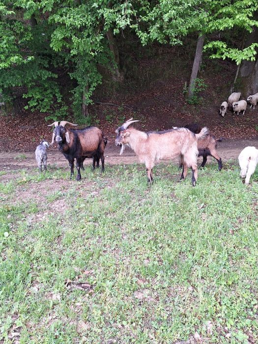 Țapi tineri de vânzare