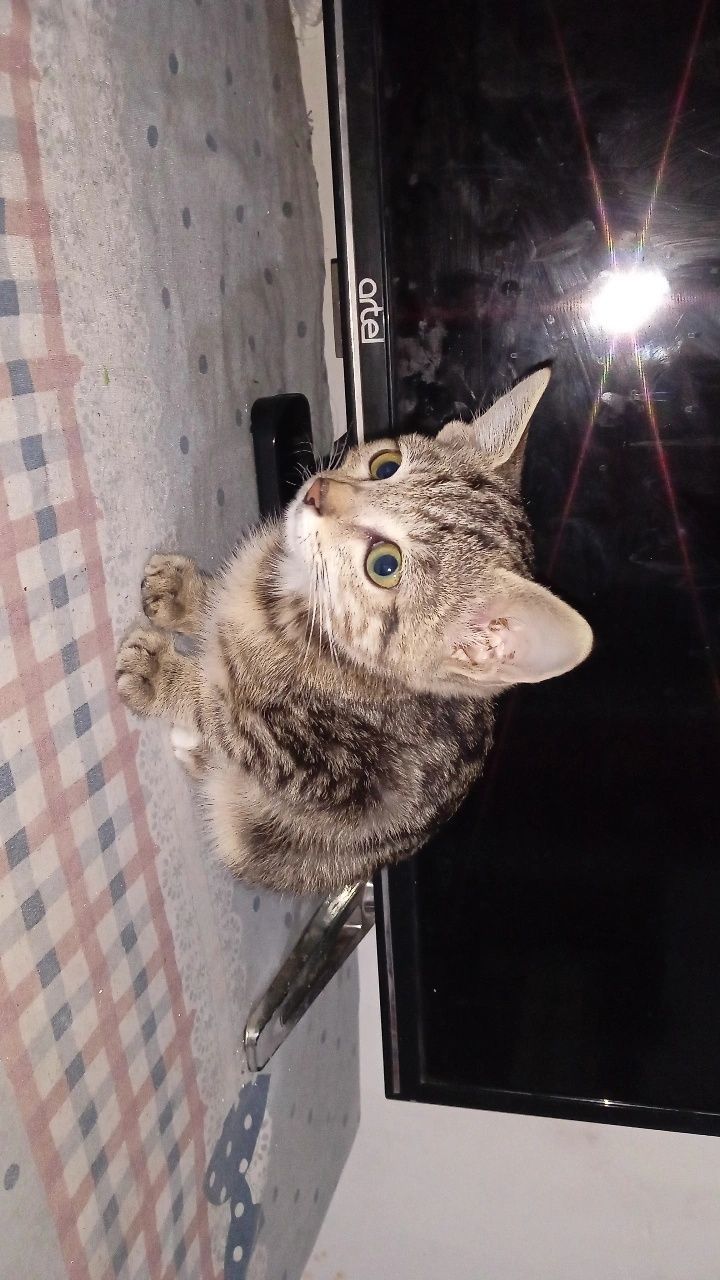 Uy Mushuk sotiladi