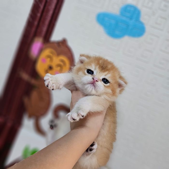 Котята золотая шиншилла