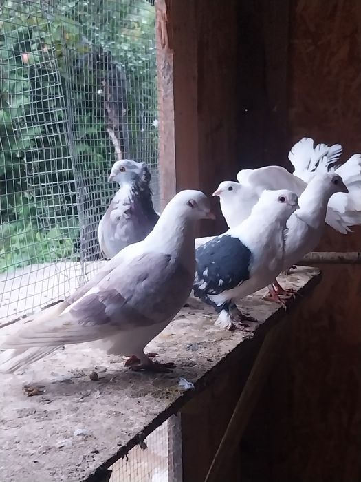 Schimb porumbei pe o oaie bună de ținut