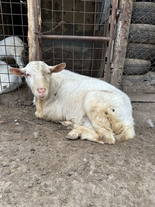 Țap Saanen 50 Kg Super Pret Ieftin