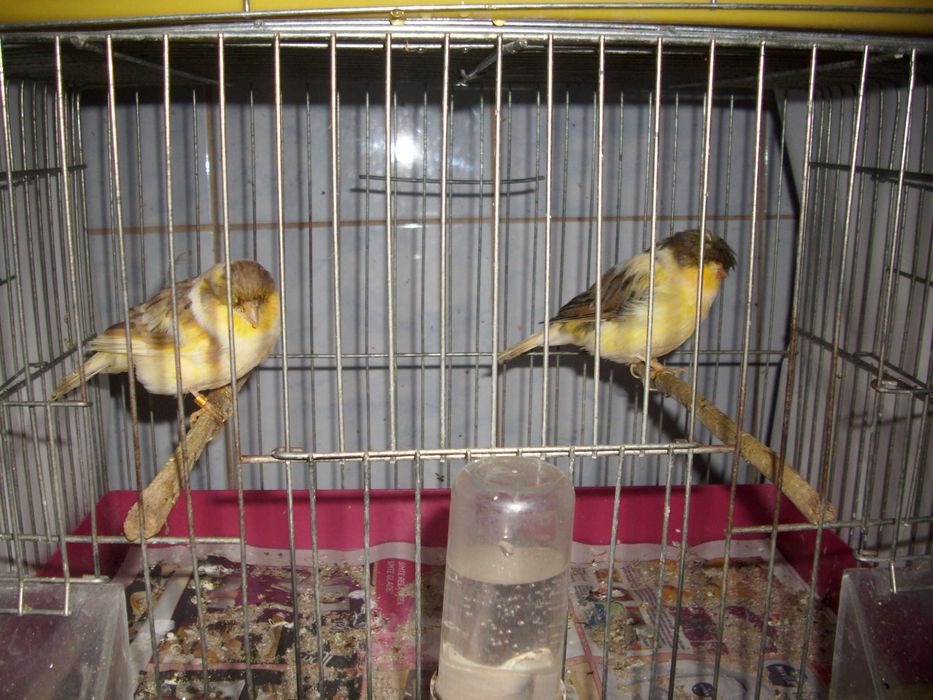 vand canari de culoare isabel si postura gloster norwich