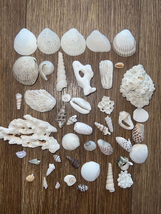 Ракушки с Дубая, Анталии, Нячанг, Шарм-эль-Шейх