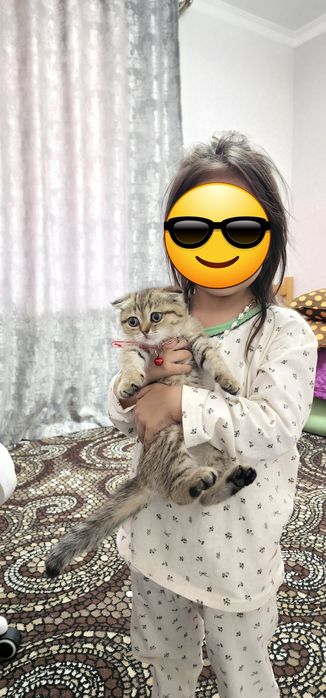 Mushuk. Zolotaya shinshila 2 oylik.