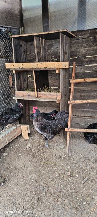 Cocoși australorp(pui)