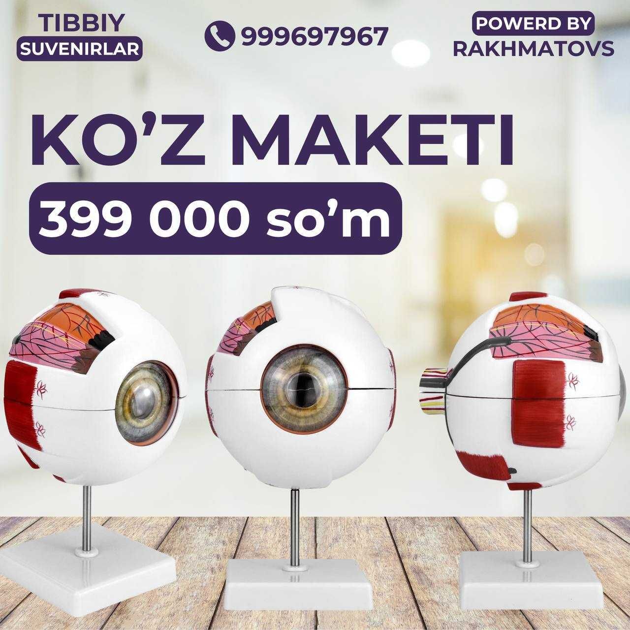 Юрак муляж. Сердце анатомический муляж