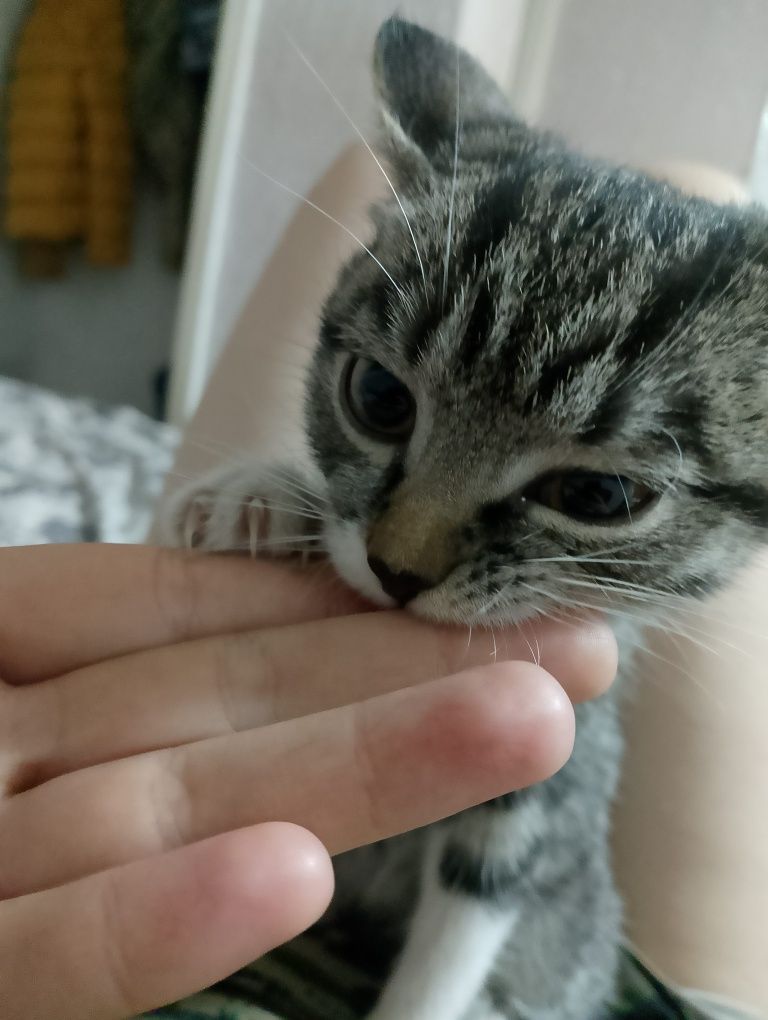 Котёнок, девочка