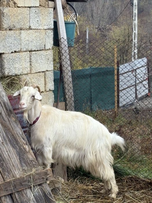 Vand capre alpine bune de lapte