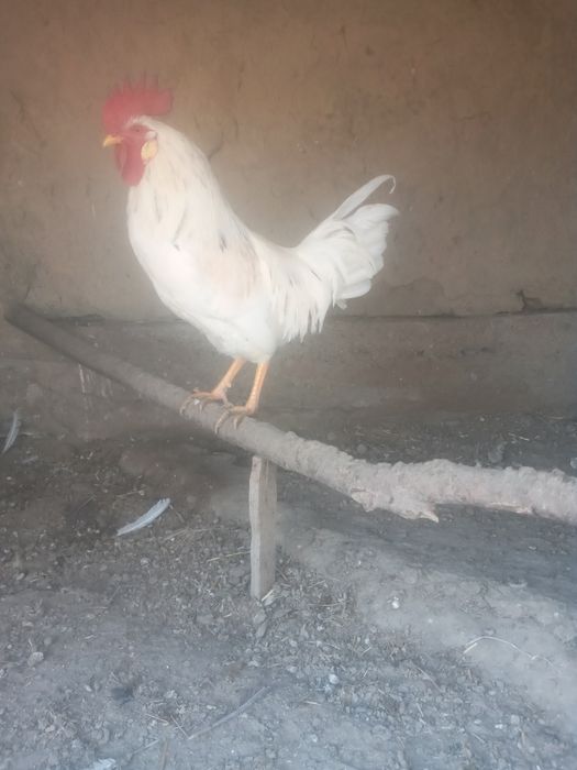 Xurozlar sotiladi 5 ta  Tovuqqa barteri buladi.   Endi sayrab boshladi