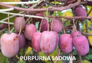 Minikiwi Mini Kiwi soiul Purpurana Sadova producator rosu