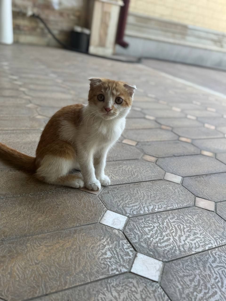Продам котика скоттиш-фолд