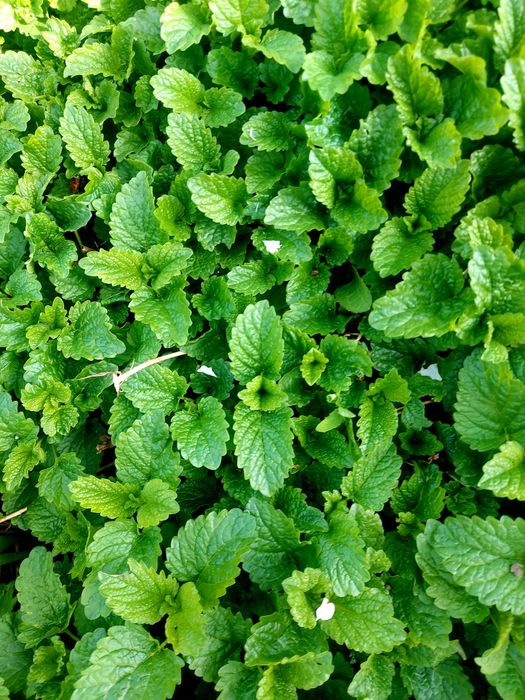 Продам кусты хрена и Мелиссы