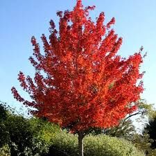 Pomi ornamentali  arborele de guma  Liquidambar